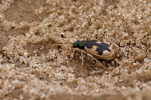 Chlaenius euryscopus